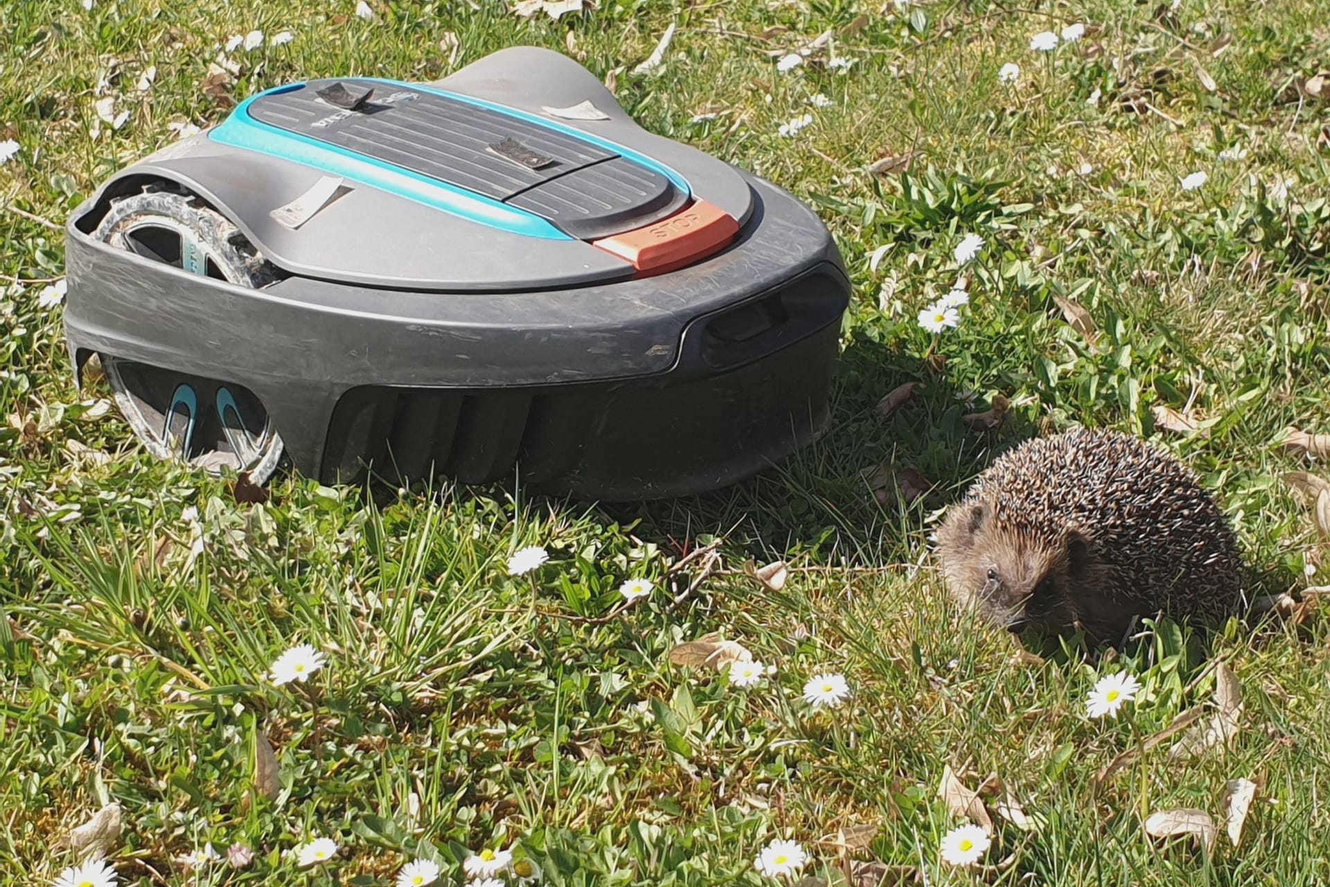 Ein Igel neben einem Mährobotor: Generell sollten die Geräte laut Bund Hessen nur unter Aufsicht laufen, um Kinder und Tiere zu schützen.