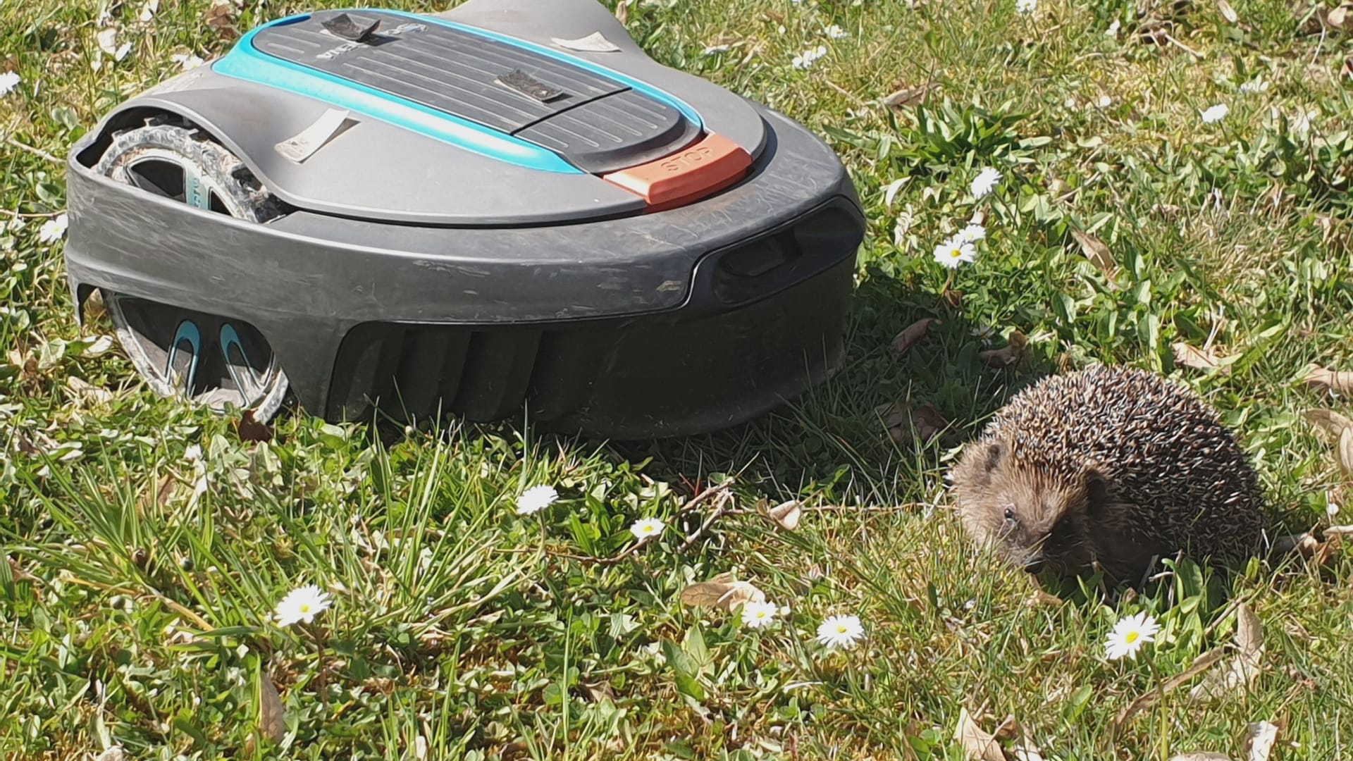 Ein Igel neben einem Mährobotor: Generell sollten die Geräte laut Bund Hessen nur unter Aufsicht laufen, um Kinder und Tiere zu schützen.