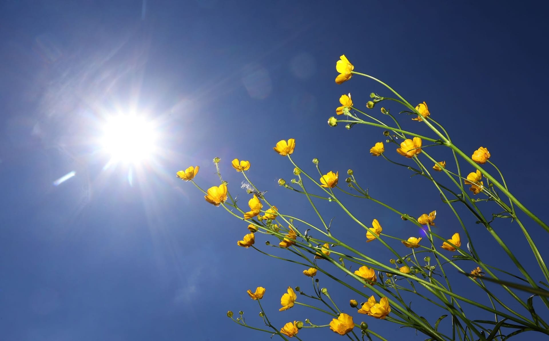 Blumen im Sonnenschein