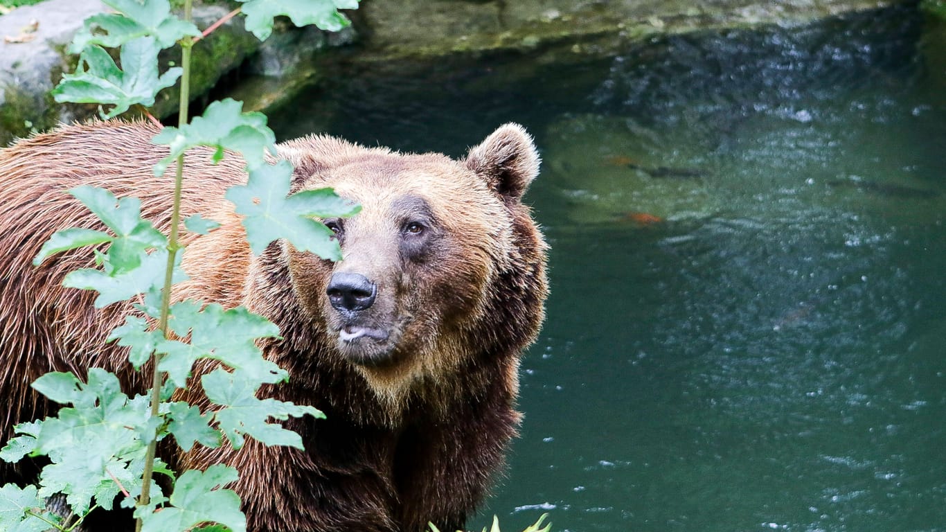 Ein Braunbär im Innsbrucker Zoo (Symbolbild): Nicht weit davon entfernt, stolziert ein Artgenosse durch oberbayerische Wälder.