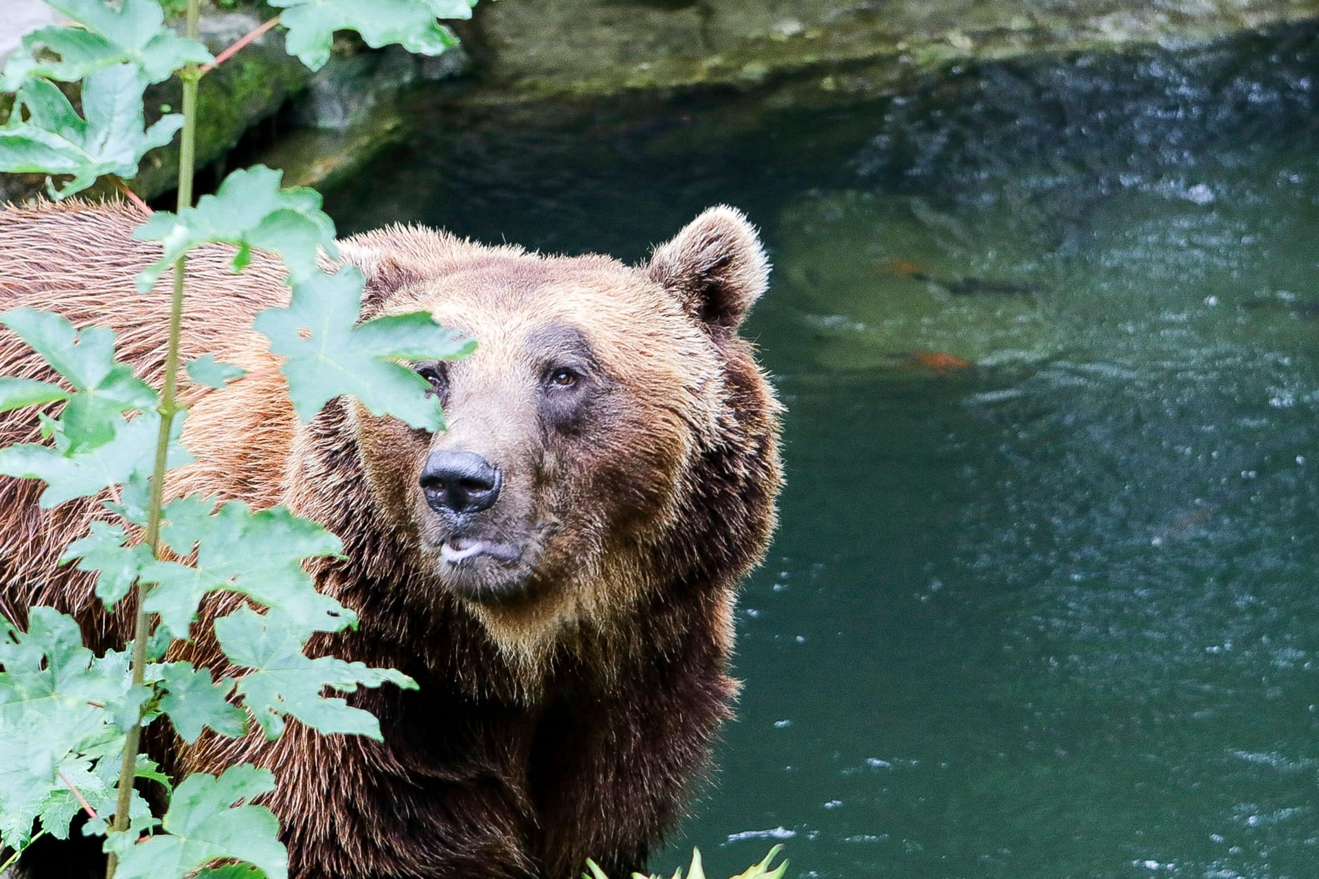 Ein Braunbär im Innsbrucker Zoo (Symbolbild): Nicht weit davon entfernt, stolziert ein Artgenosse durch oberbayerische Wälder.