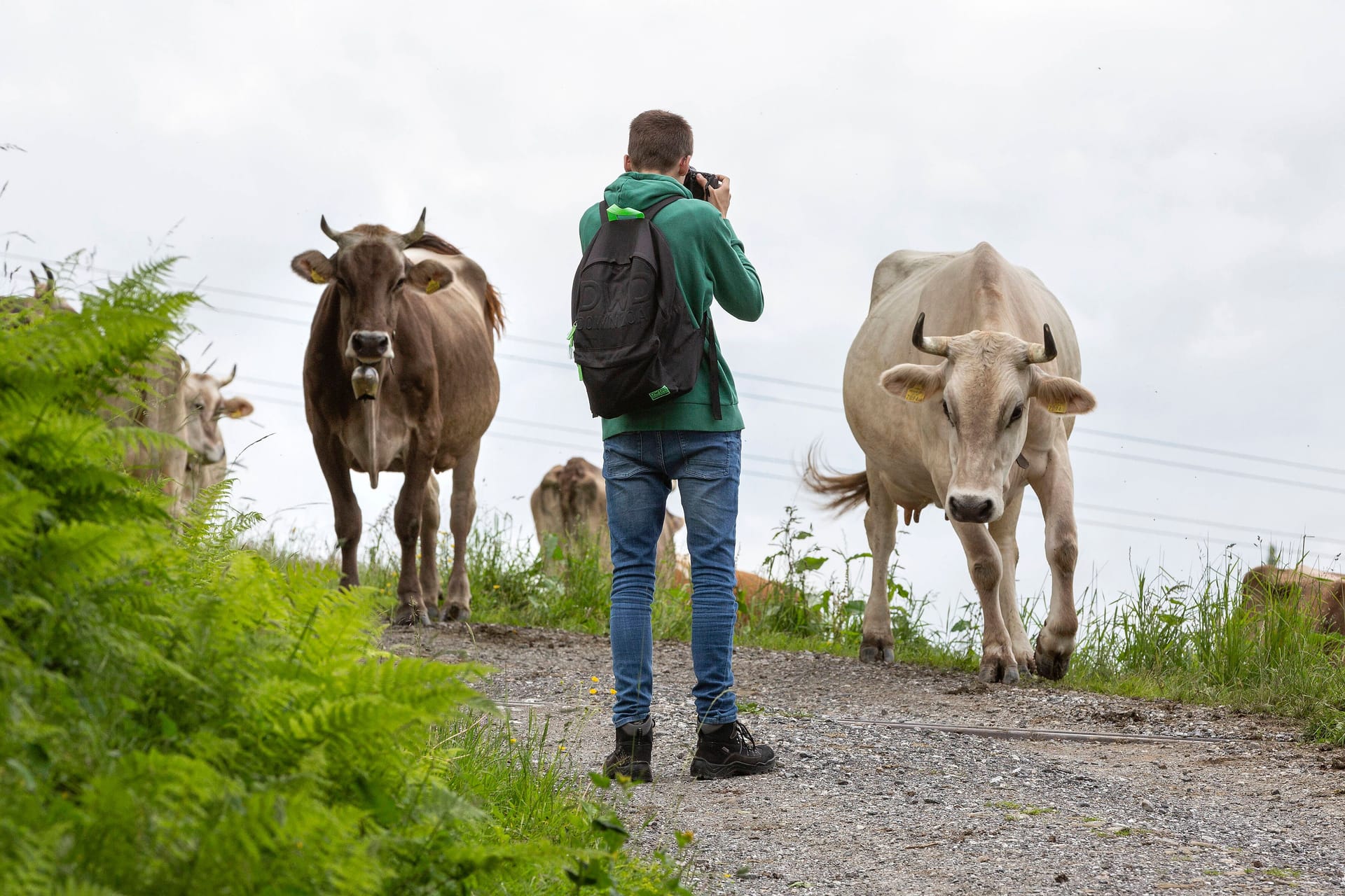 Tourist fotografiert Rinder: Beim Kontakt mit Kühen ist Vorsicht geboten.