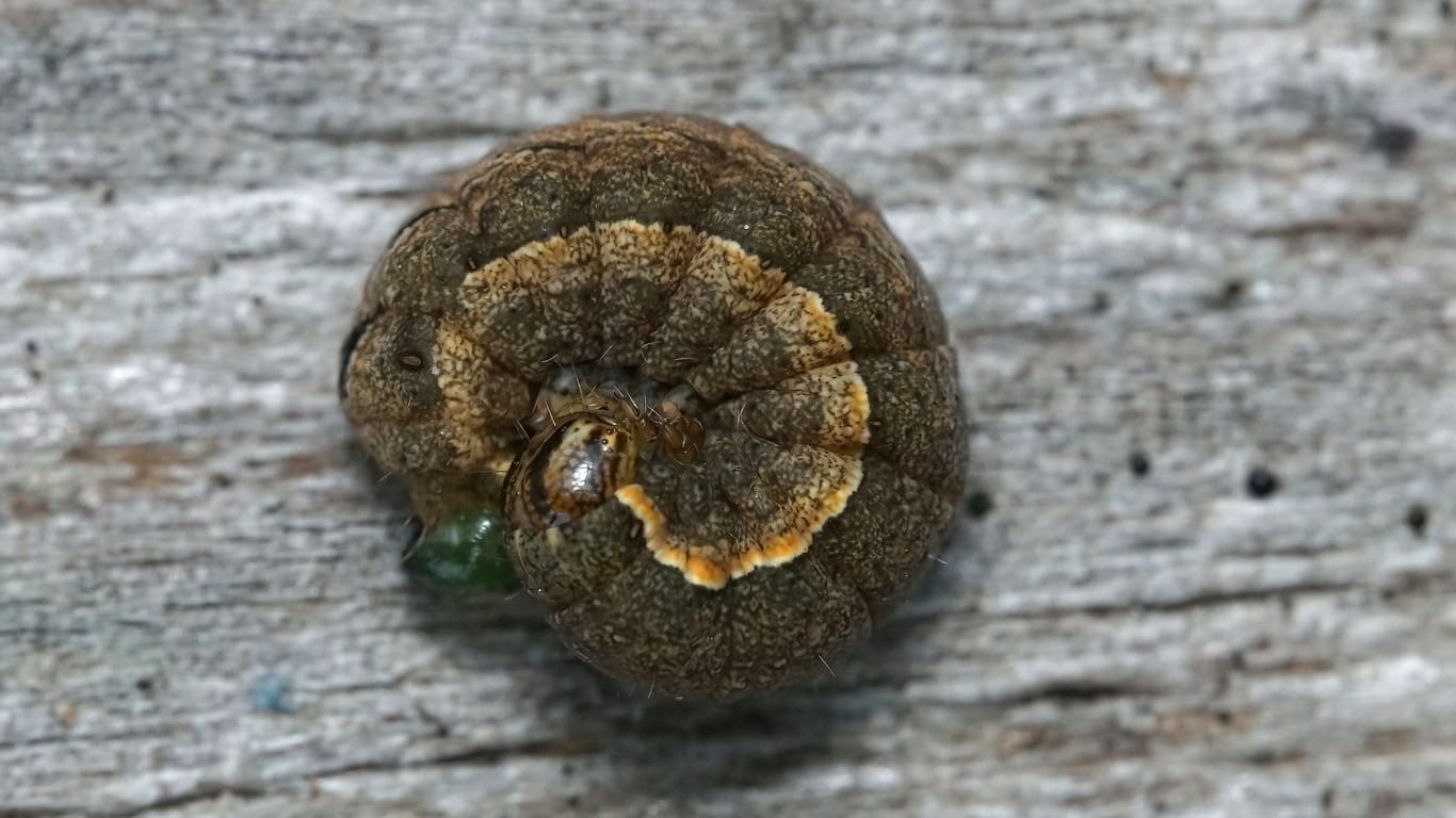 Closeup on an overwintering caterpillar of the lesser yellow underwing morg, Noctua comes