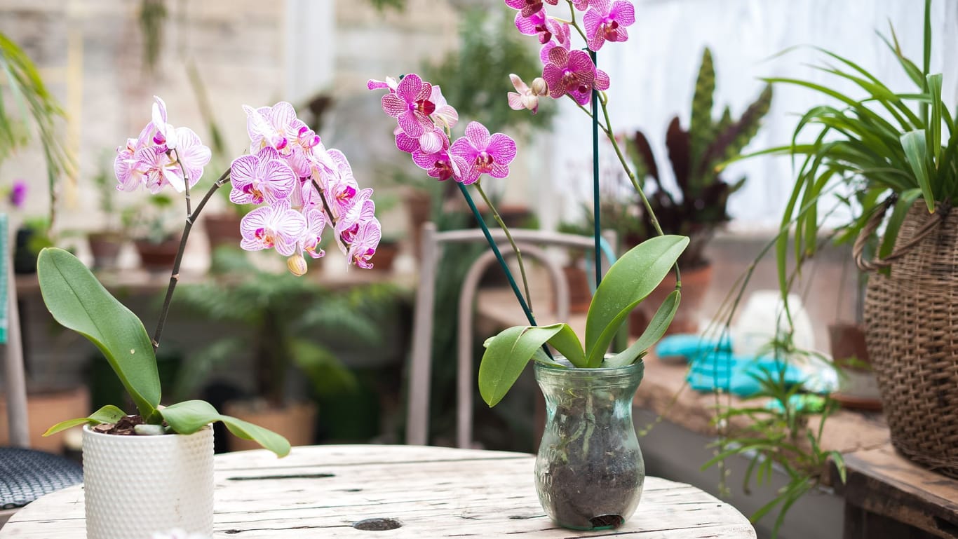 Verwenden Sie ein durchsichtiges Glas, damit Ihre Orchidee ausreichend Sonnenlicht bekommt.
