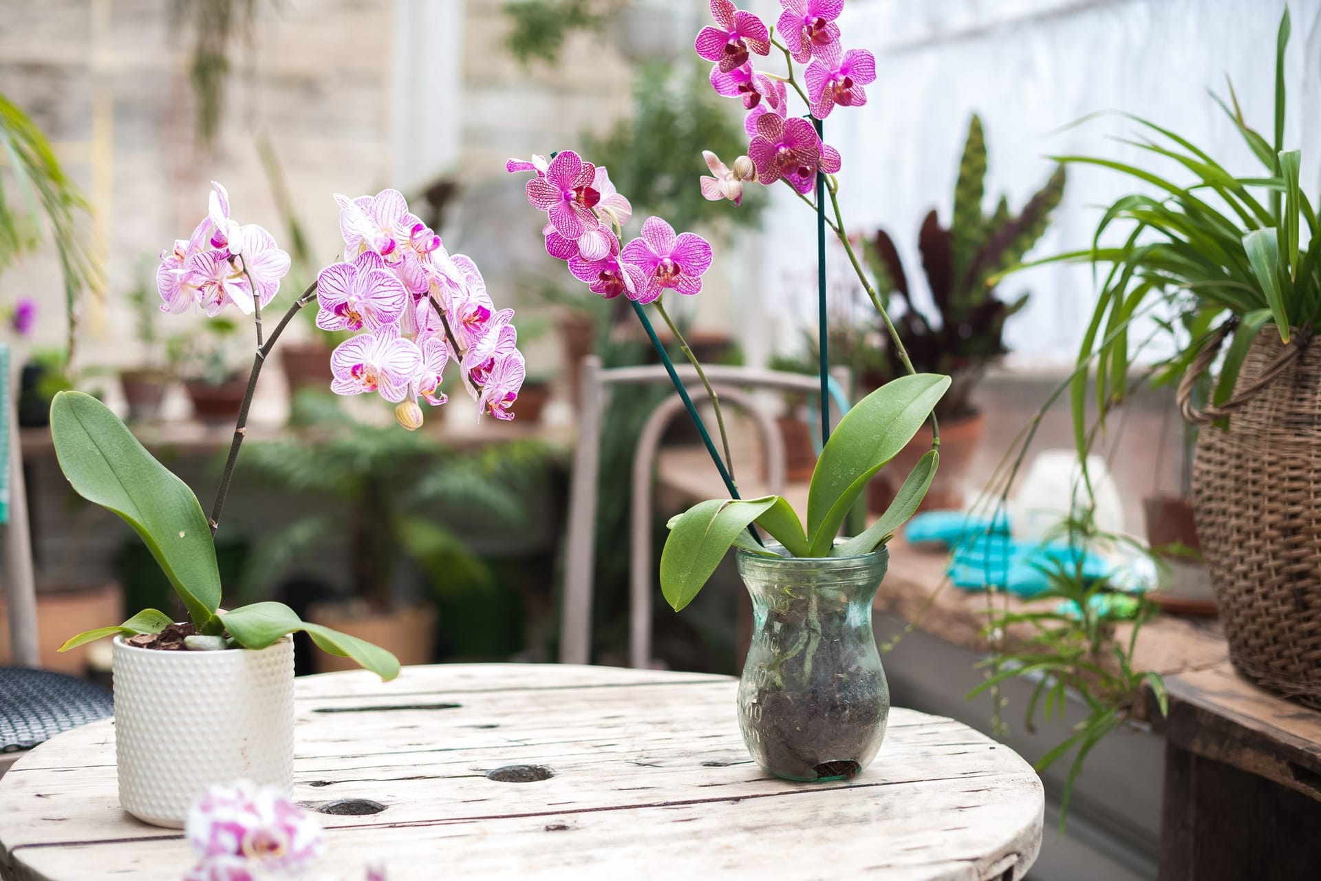 Verwenden Sie ein durchsichtiges Glas, damit Ihre Orchidee ausreichend Sonnenlicht bekommt.