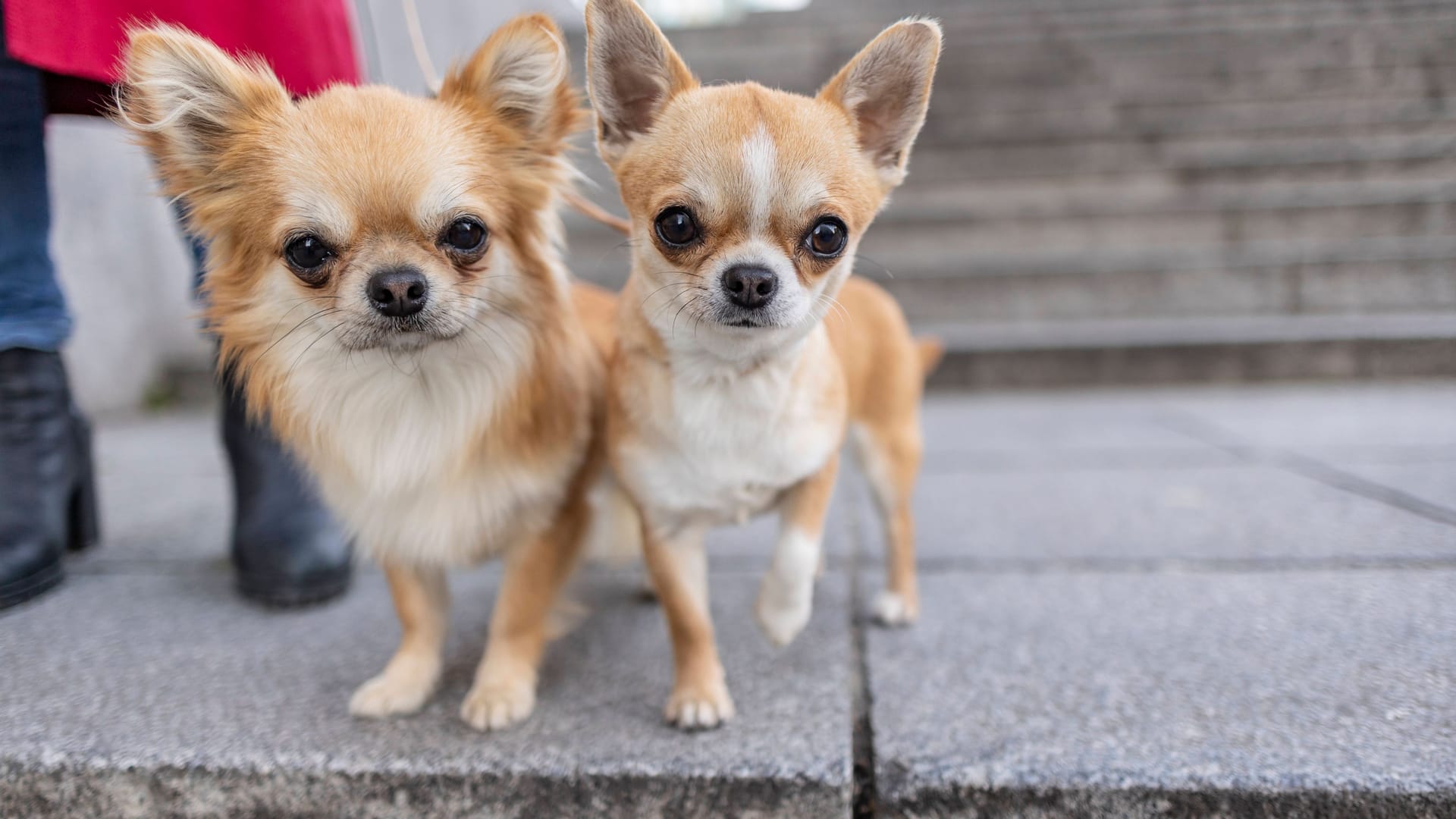 Chihuahuas (Symbolbild): Eine Münchnerin wollte ihre beiden Hunde mit nach Dubai nehmen.