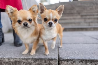 Chihuahuas (Symbolbild): Eine Münchnerin wollte ihre beiden Hunde mit nach Dubai nehmen.