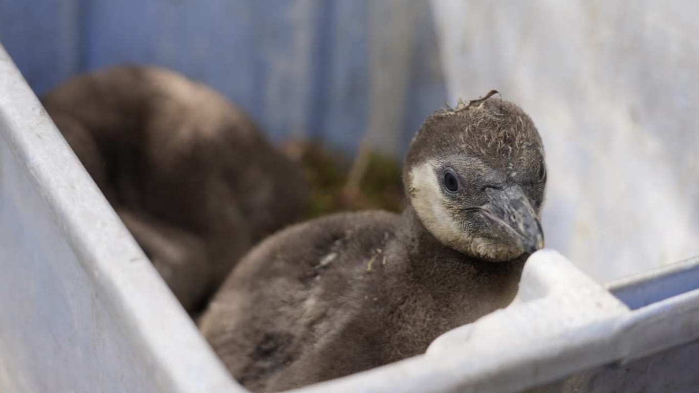 Die Zucht von Humboldt-Pinguinen war in den vergangenen Jahren im Dresdner Zoo nicht immer problemlos verlaufen