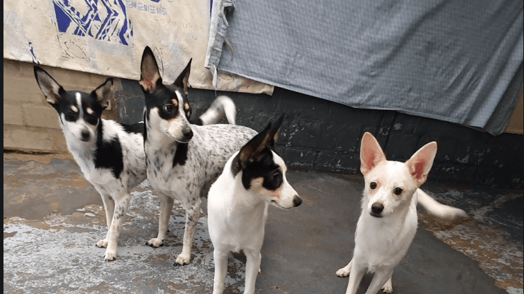 Die Hunde waren in einem verdreckten Zimmer eingesperrt.