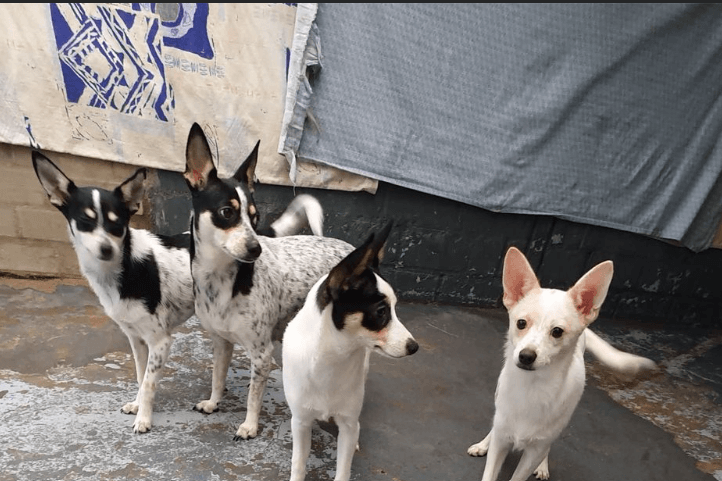 Die Hunde waren in einem verdreckten Zimmer eingesperrt.