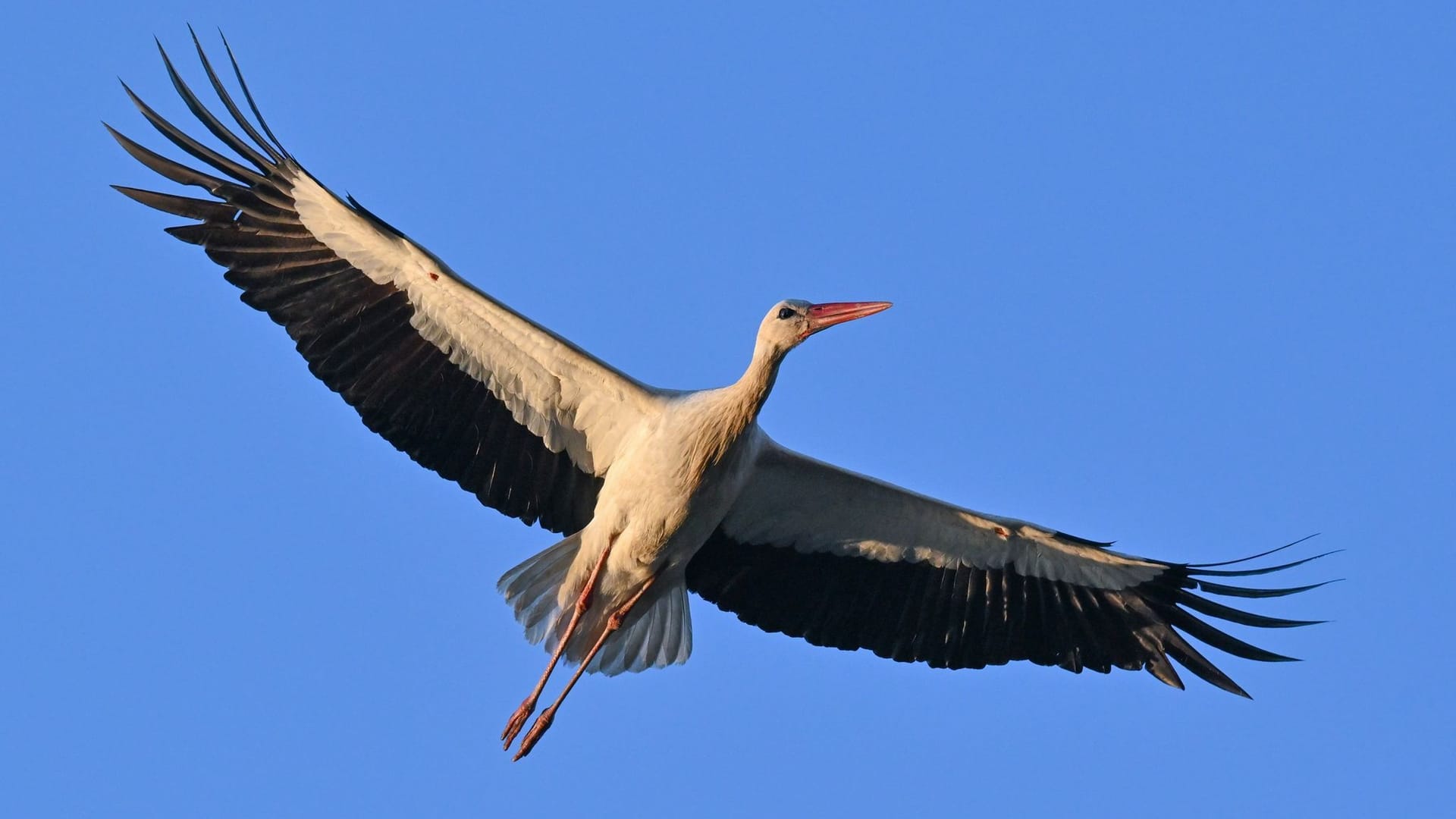 Weißstorch am Morgenhimmel