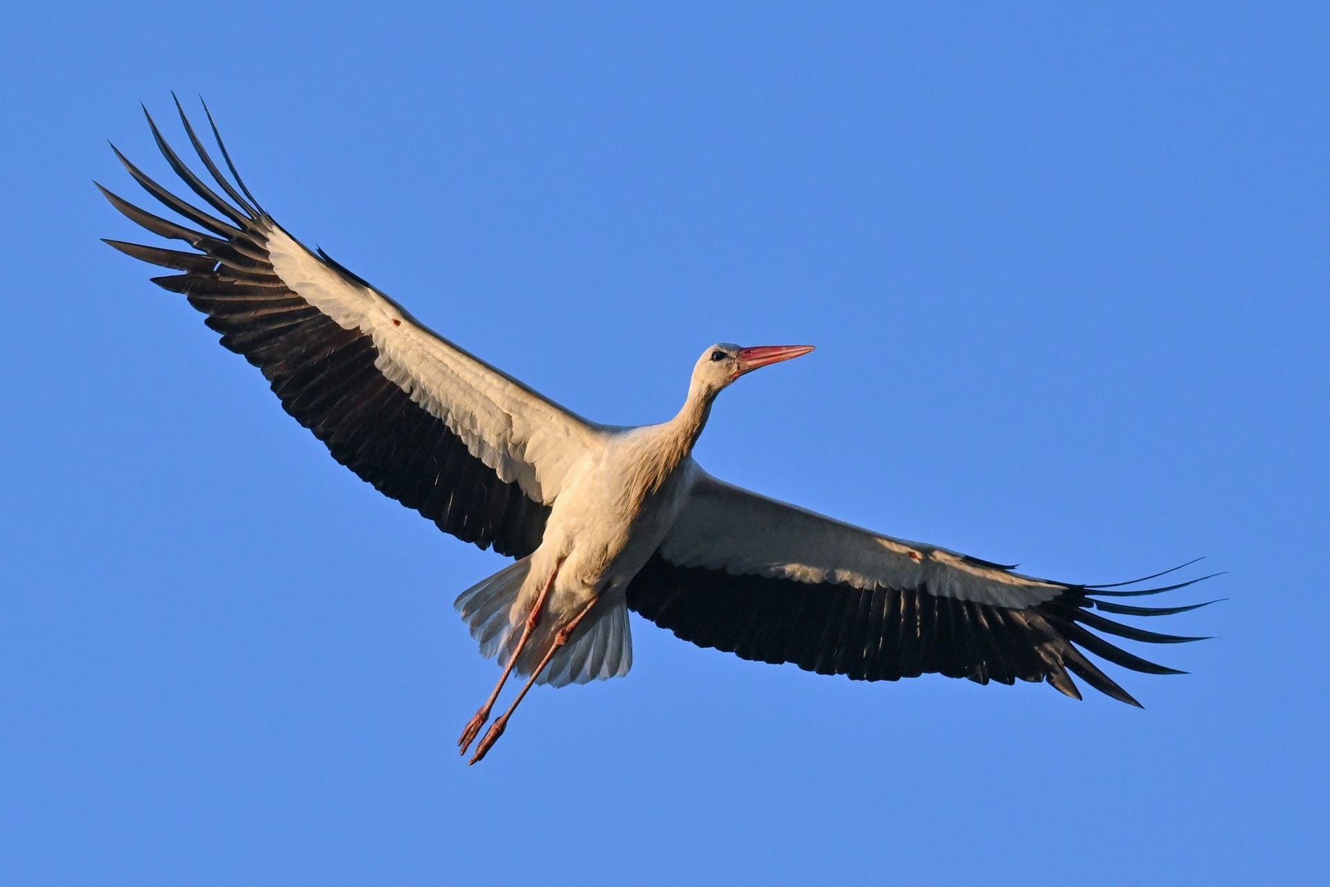 Weißstorch am Morgenhimmel