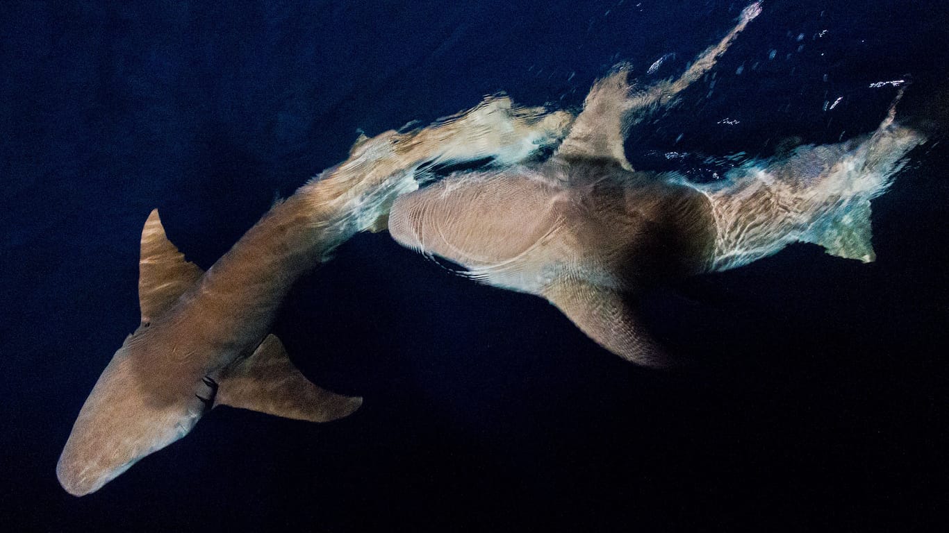 Zwei Ammenhaie im Indischen Ozean vor den Malediven: Die Atolle der Malediven bieten optimalen Lebensraum für viele Haiarten.