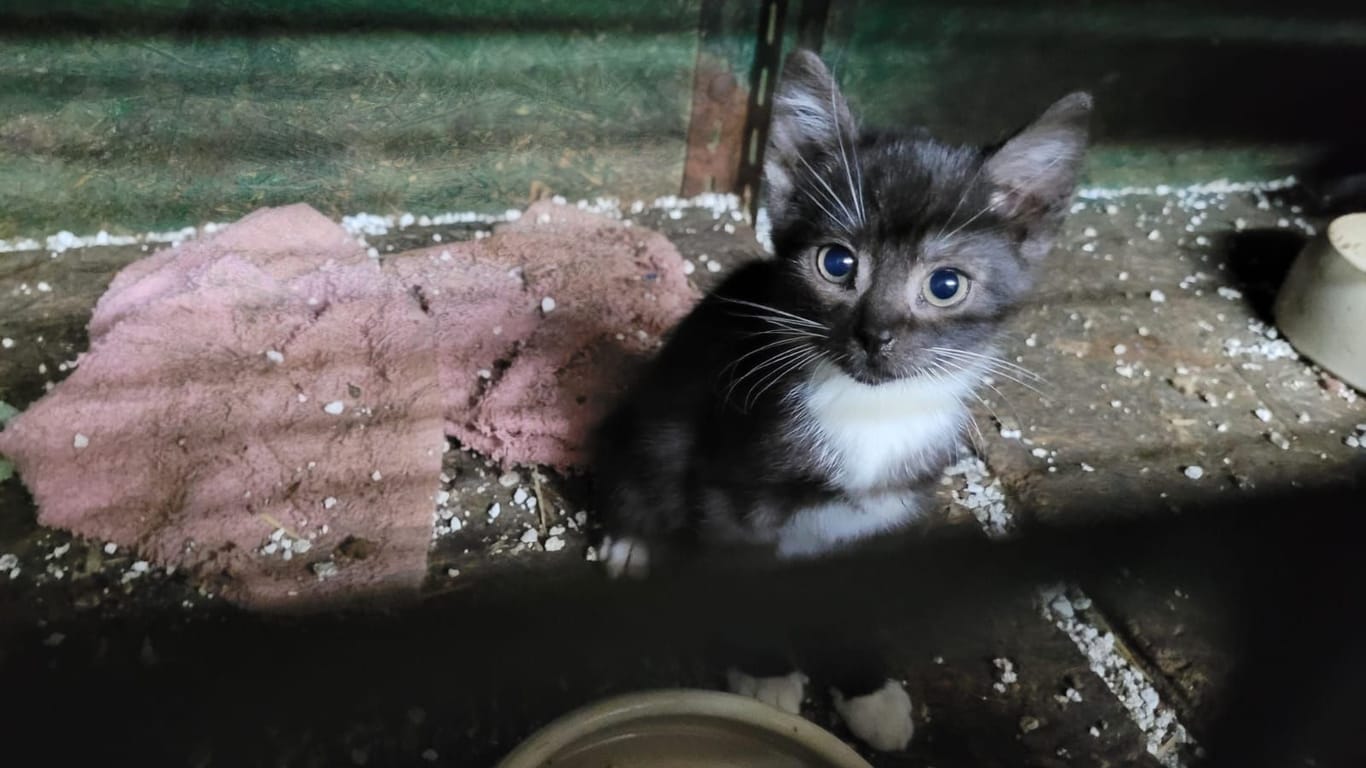 Ein Katzenjunges in einem verdreckten Stall: Mehrere Katzen wurden in einem Hausanbau in Dortmund entdeckt.