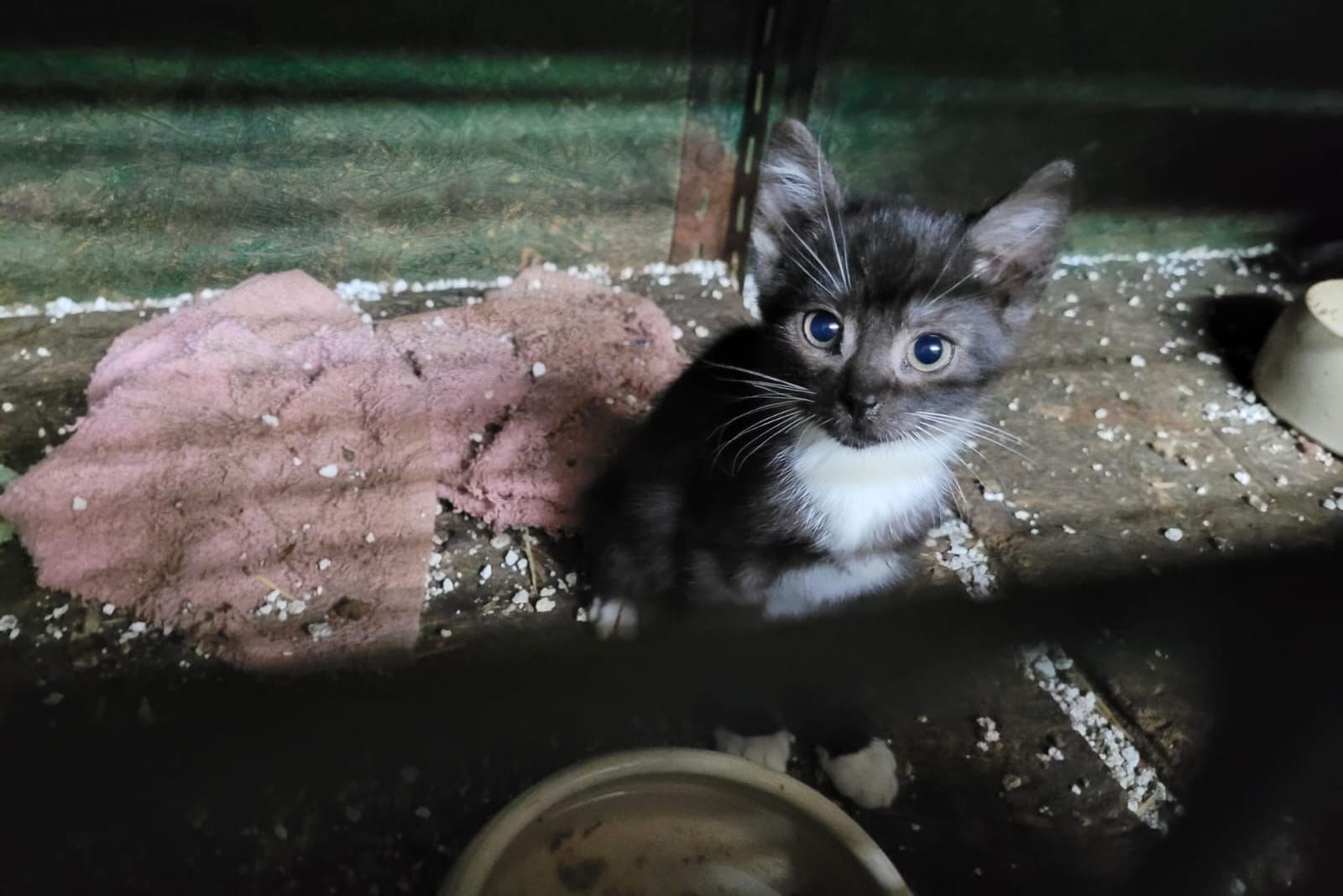 Ein Katzenjunges in einem verdreckten Stall: Mehrere Katzen wurden in einem Hausanbau in Dortmund entdeckt.