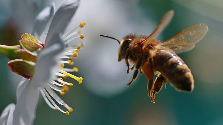 Biene besucht eine Kirschblüte: Eine gefährliche Tierseuche bedroht die Bienenpopulation in Hamburg.