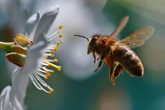 Biene besucht eine Kirschblüte: Eine gefährliche Tierseuche bedroht die Bienenpopulation in Hamburg.