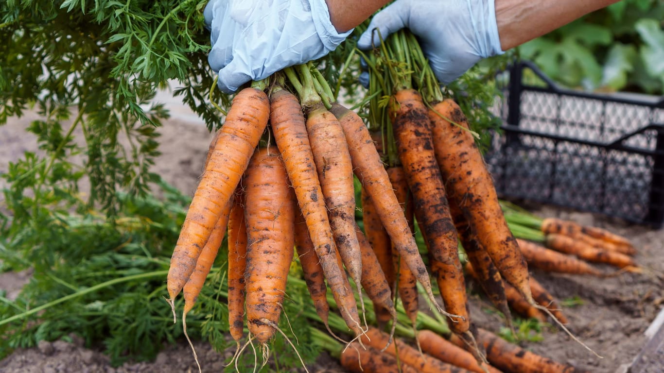 Frische Karotten aus dem eigenen Hochbeet machen Freude, sind gesund und schmecken doppelt gut.