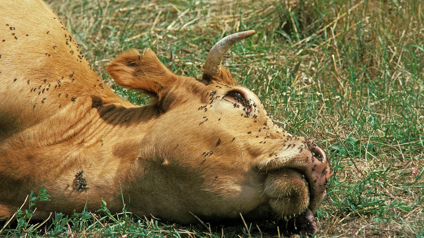 Tote Kuh (Symbolbild): In Brandenburg fanden Urlauber einen abgetrennten Rinderkopf im Pool einer Pension.