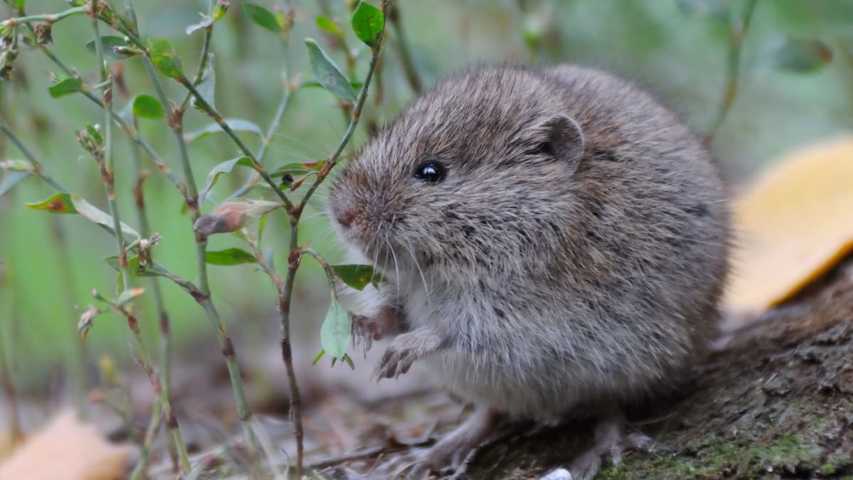 Voles'e karşı Kabartma Tozu: Ev ilacı gerçekten yardımcı oluyor mu?