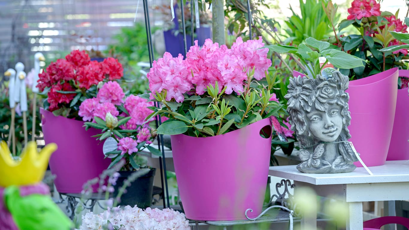 Damit der Rhododendron im Kübel alljährlich blüht, braucht er besondere Zuwendung.