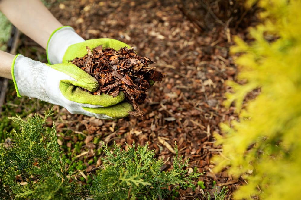 Rindenmulch im Vergleich: Dicke Mulchschichten schützen Beete vor Frost und Sonne.