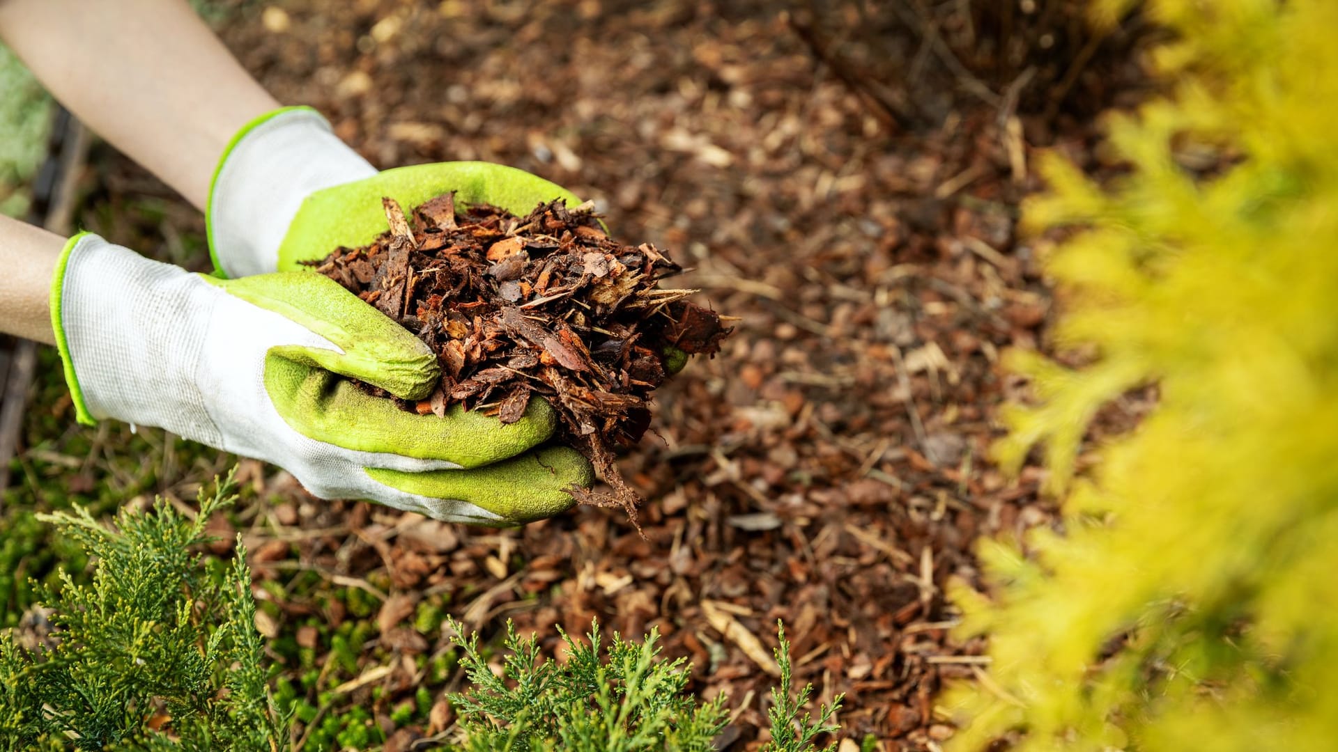 Rindenmulch im Vergleich: Dicke Mulchschichten schützen Beete vor Frost und Sonne.