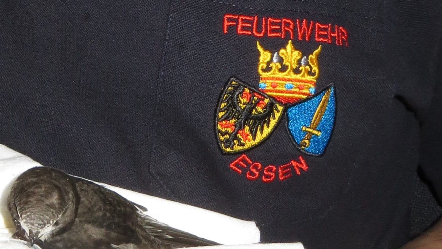 Ein Mauersegler auf dem Arm eines Feuerwehrmannes (Archivbild): Die Feuerwehr sorgte für freien Zugang eines Nestes.