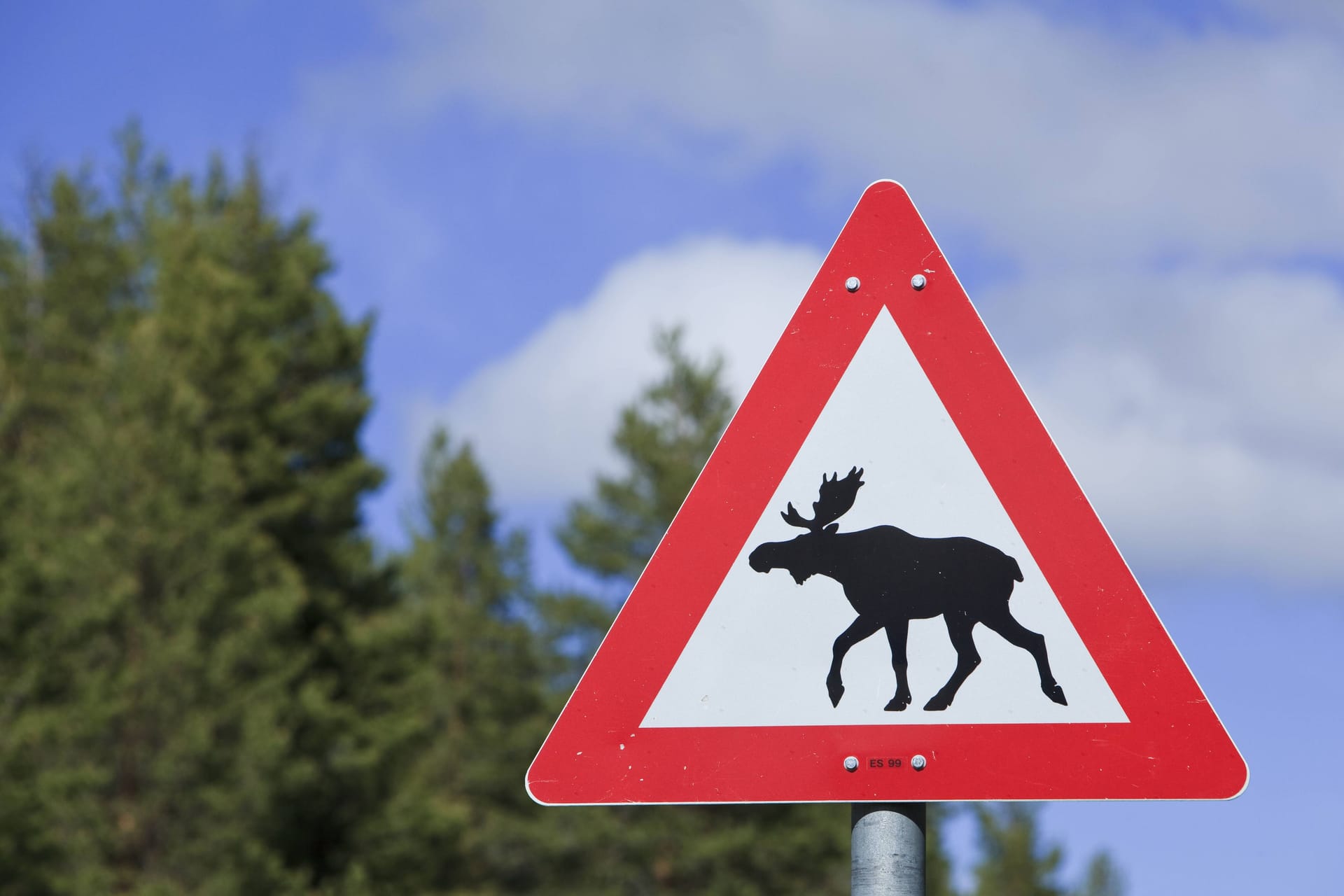 Ein norwegisches Verkehrsschild (Symbolbild): In Brandenburg werden Elche zwar immer wieder gesichtet, Zusammenstöße wie diese sind jedoch selten.