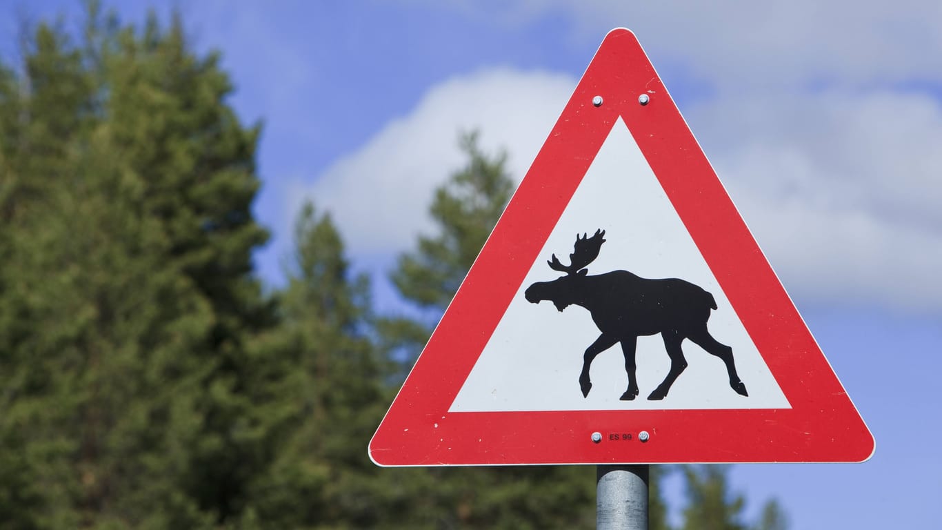 Ein norwegisches Verkehrsschild (Symbolbild): In Brandenburg werden Elche zwar immer wieder gesichtet, Zusammenstöße wie diese sind jedoch selten.