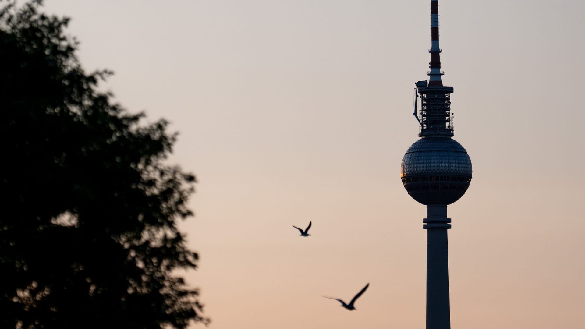 Vögel fliegen vor dem Berliner Fernsehturm (Symbolbild): Am Gebäudekomplex des Turmes sollen Unbekannte ein Banner befestigt haben. Vögel fliegen vor dem Berliner Fernsehturm (Symbolbild): Am Gebäudekomplex des Turmes sollen Unbekannte ein Banner befestigt haben.