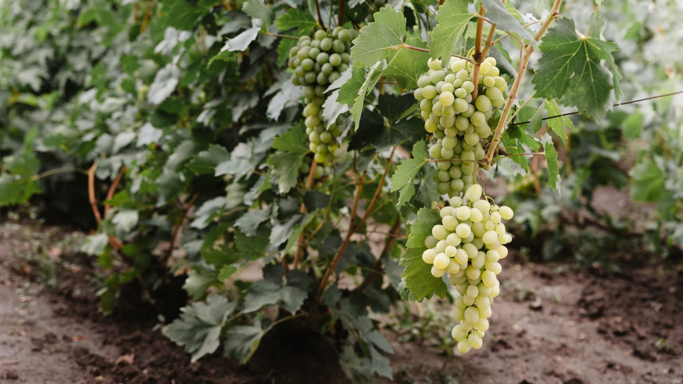 Weinpflanzen benötigen einen nährstoffreichen Boden, um gut zu gedeihen.