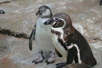 Pinguin-Jungtier mit Vater Hexner: Die Tiere legen ihre Eier in Höhlen.
