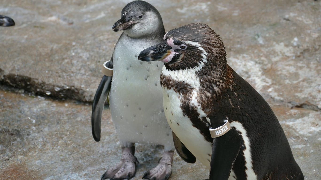 Pinguin-Jungtier mit Vater Hexner: Die Tiere legen ihre Eier in Höhlen.