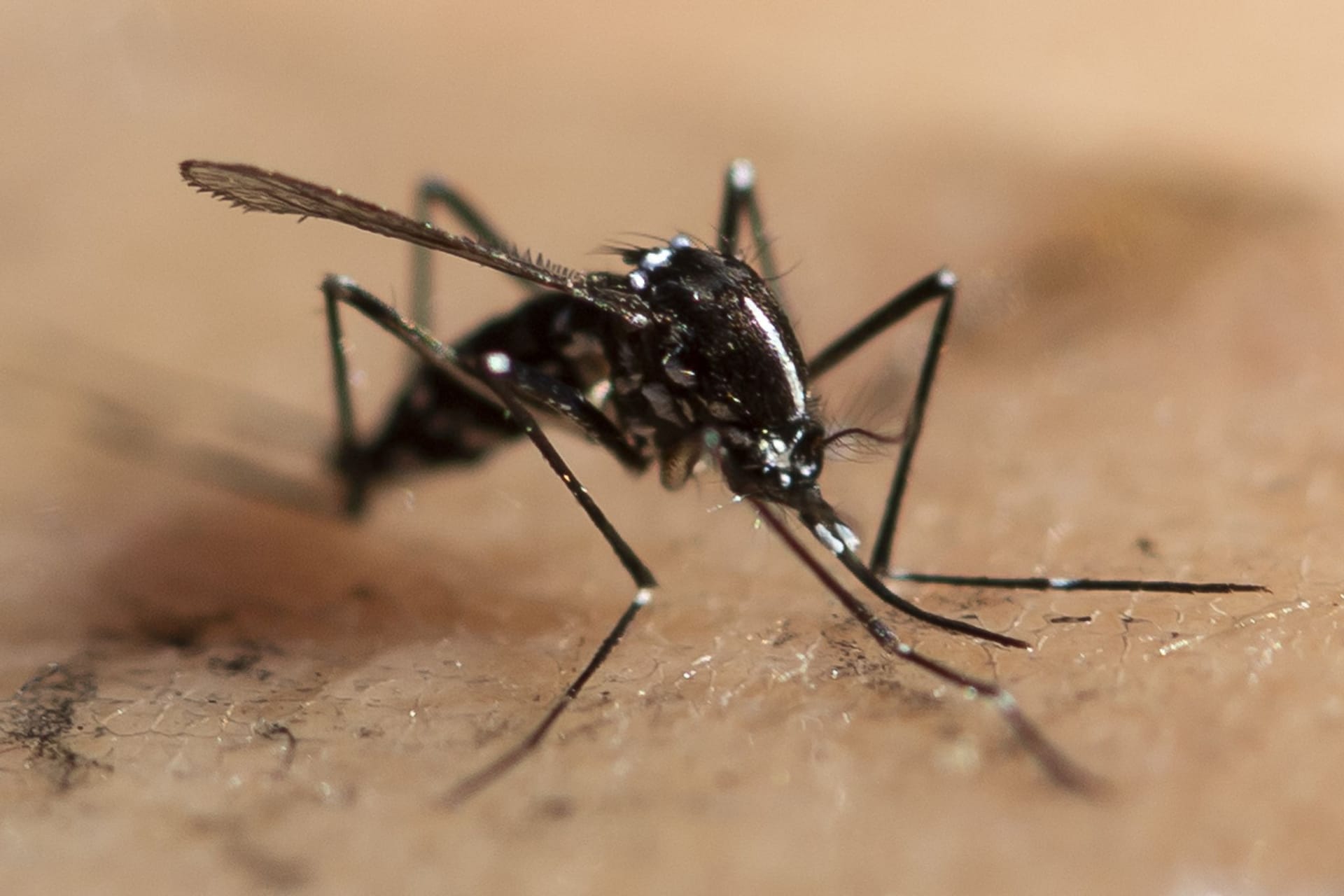 Asiatische Tigermücke (Symbolbild): Immer häufiger werden in Europa Viren nachgewiesen, die eigentlich von Insekten übertragen werden, die in den Tropen oder Subtropen beheimatet sind.