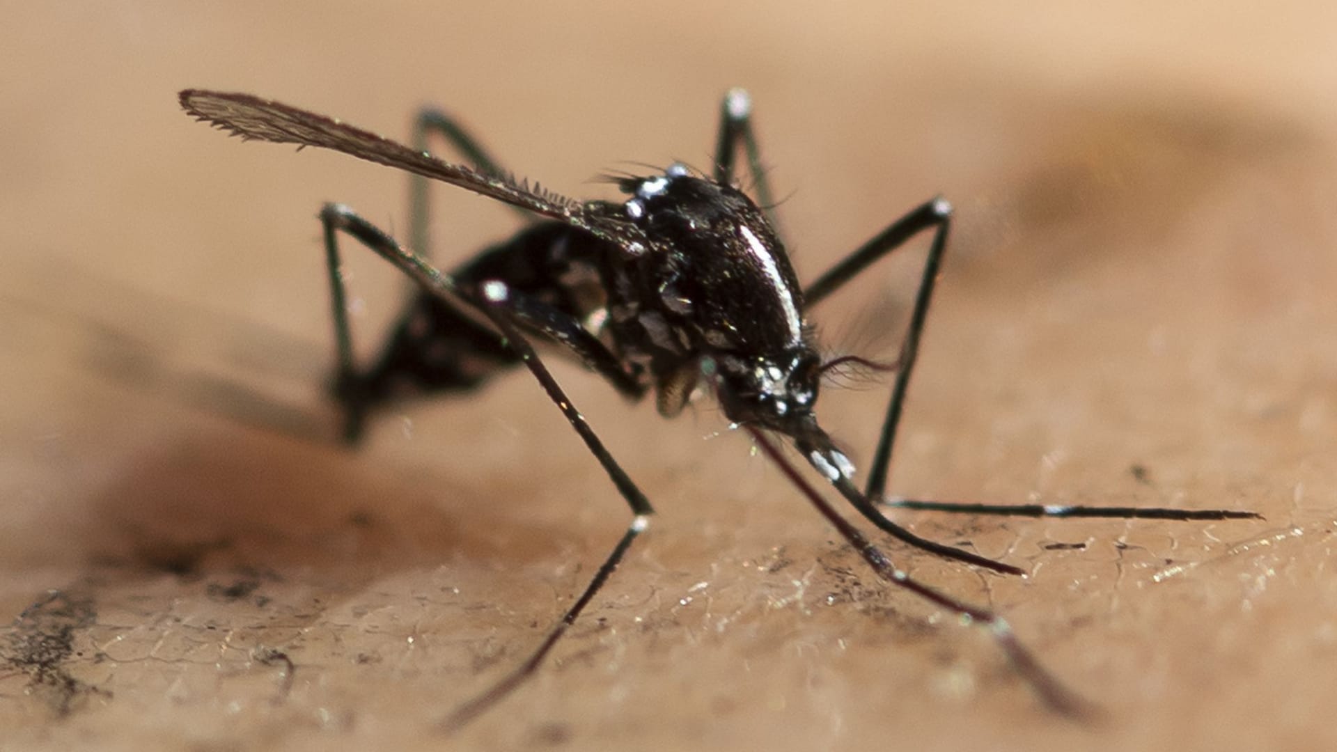 Asiatische Tigermücke (Symbolbild): Immer häufiger werden in Europa Viren nachgewiesen, die eigentlich von Insekten übertragen werden, die in den Tropen oder Subtropen beheimatet sind.