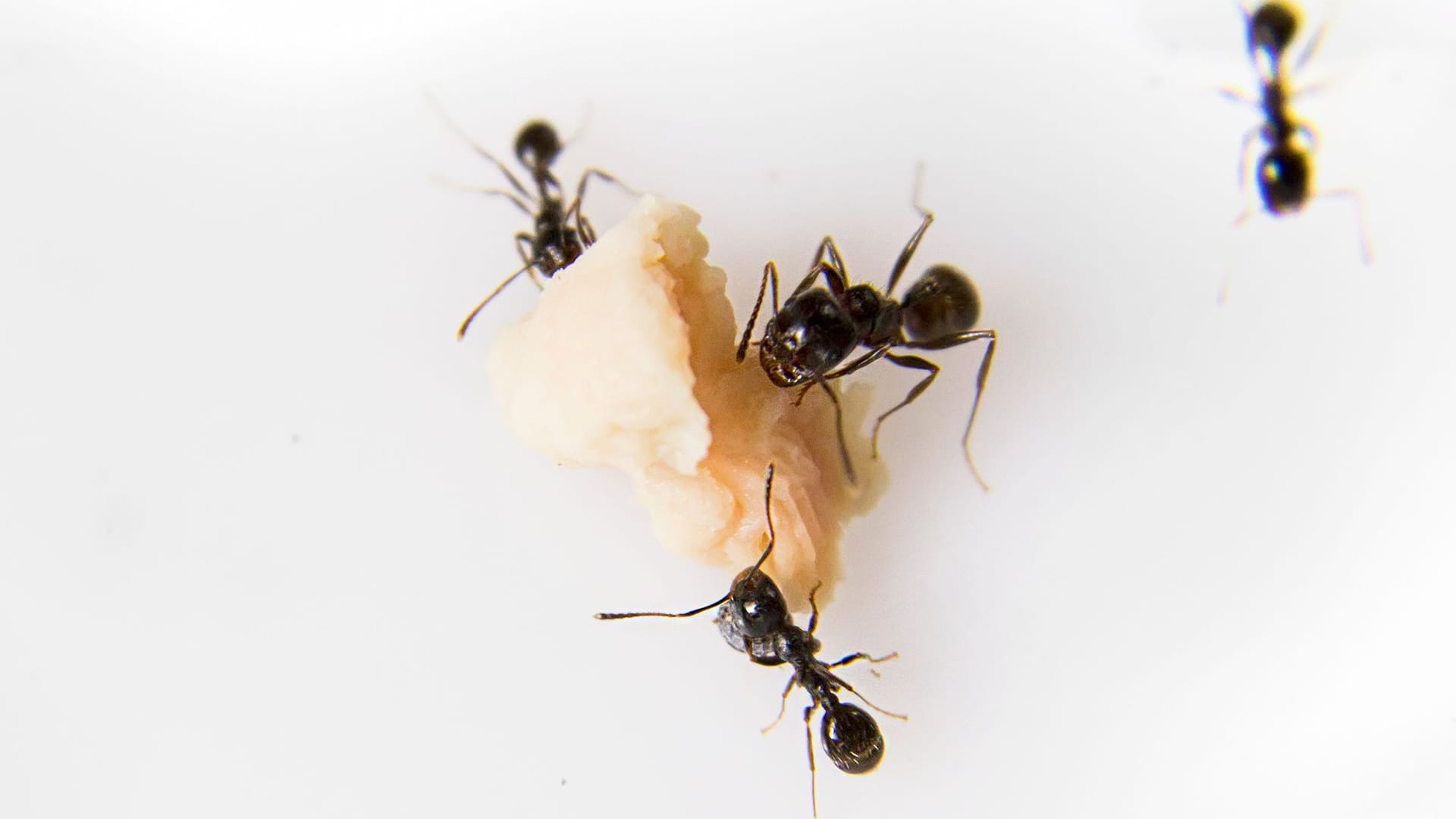 Ameisen in der Küche: Die Insekten ernähren sich gerne von zuckerreichen Lebensmitteln.