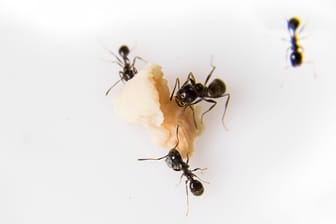 Ameisen in der Küche: Die Insekten ernähren sich gerne von zuckerreichen Lebensmitteln.