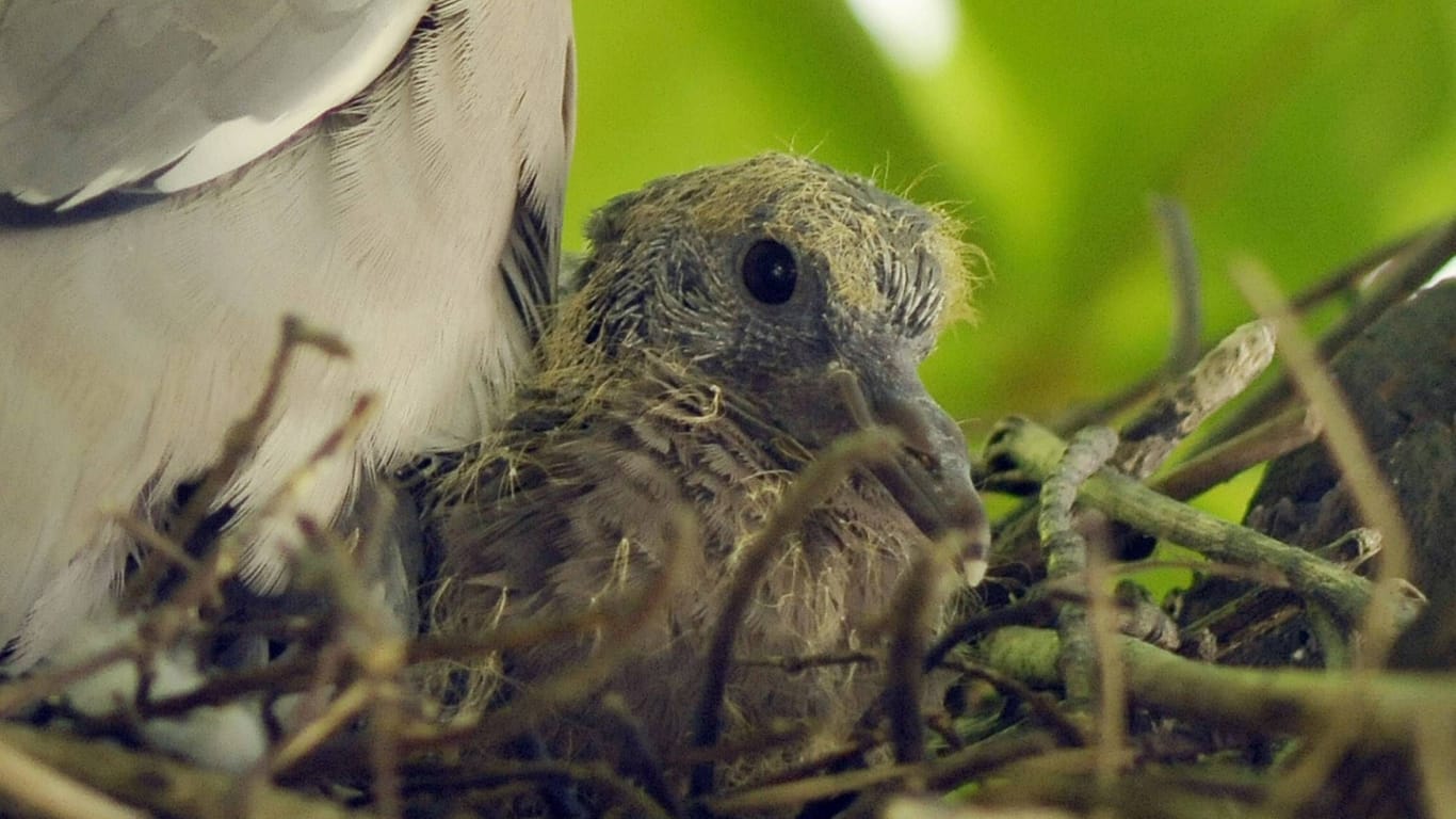 Ein Taubenküken in einem Nest (Archivfoto): Viele Jungtiere verenden, ohne jemals geflogen zu sein.
