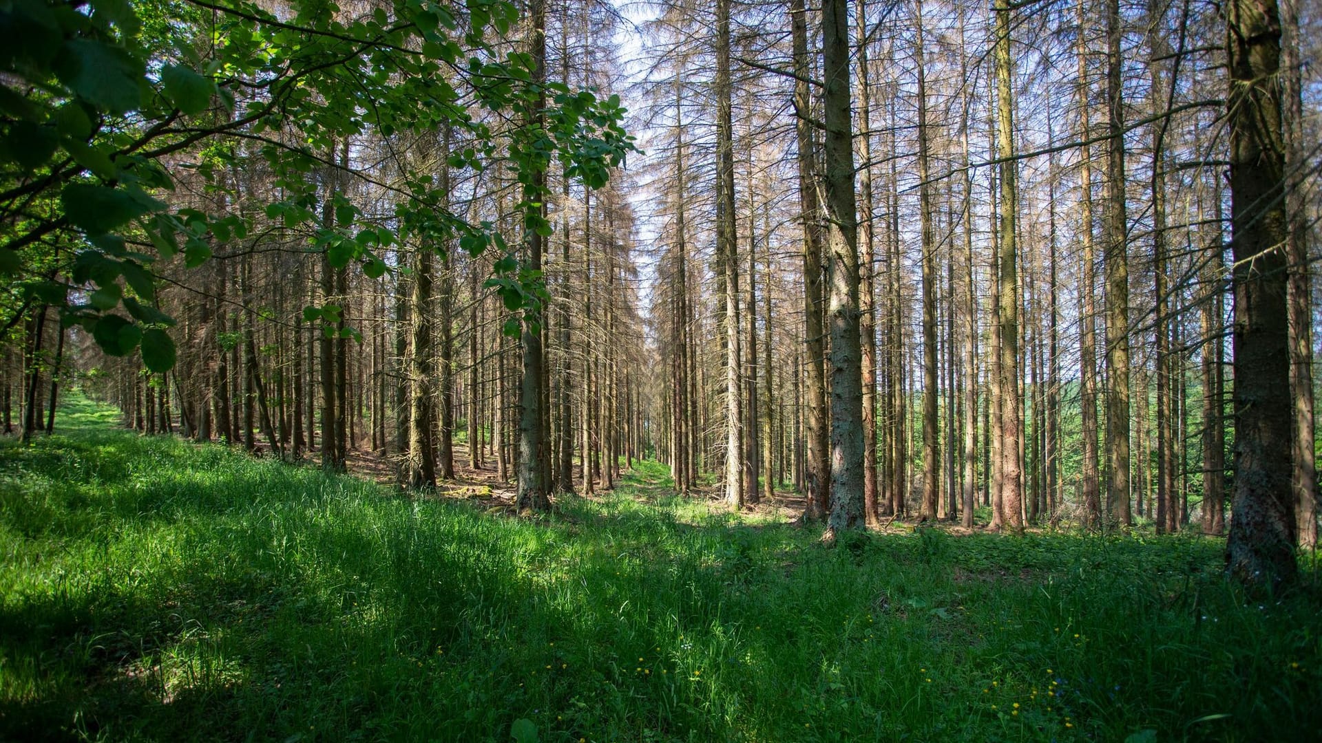 Waldbrandgefahr in Nordrhein-Westfalen steigt Waldbrandgefahr in Nordrhein-Westfalen steigt