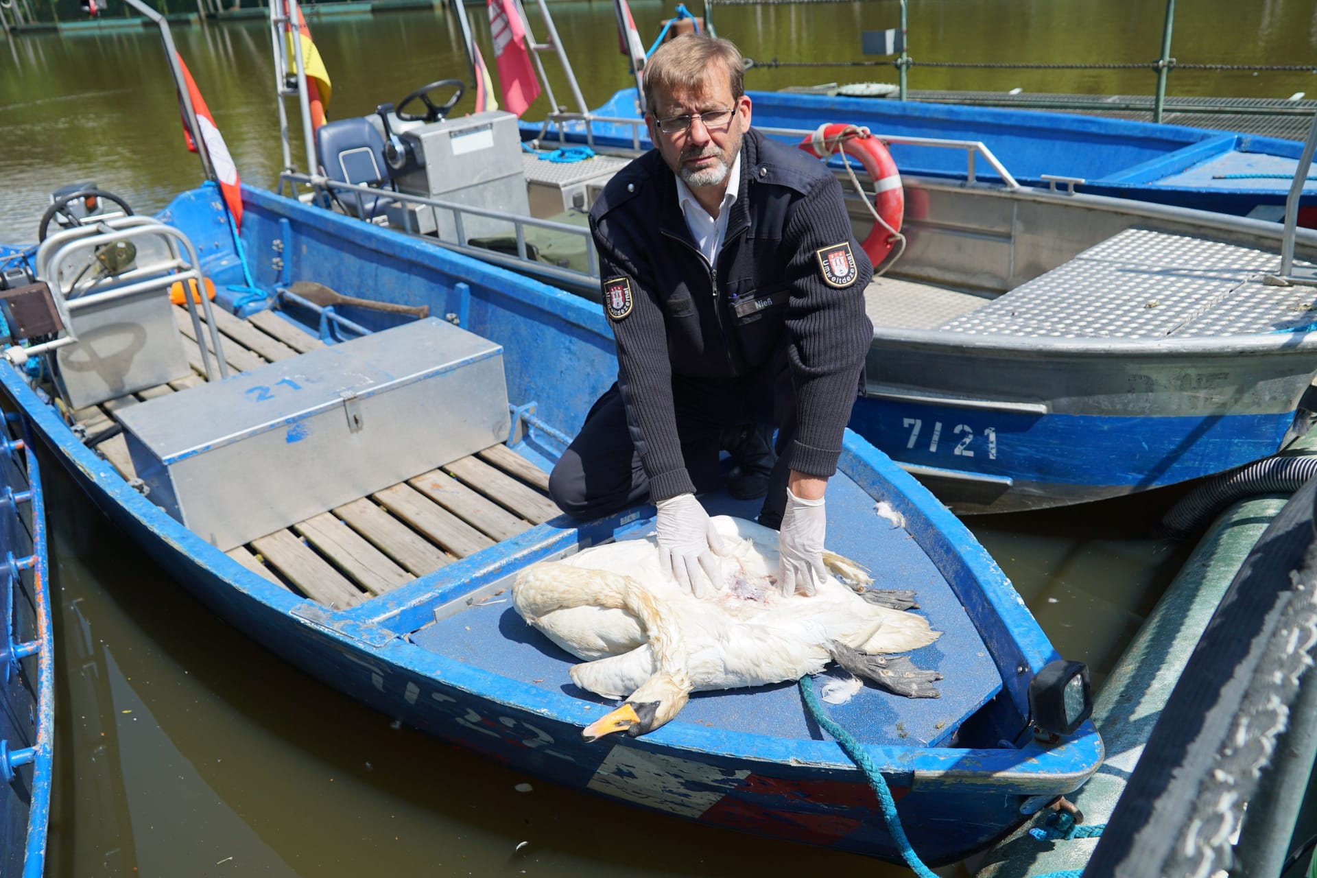 Schwanenvater Olaf Nieß mit dem Schwan: Der Vogel soll durch einen Hundeangriff ums Leben gekommen sein.