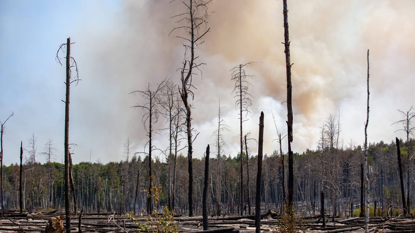 Die Folgen des Waldbrandes in Jüterbog