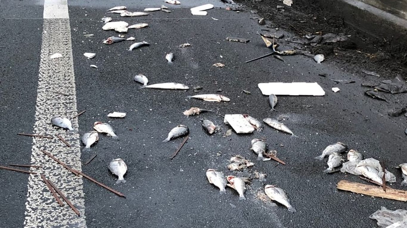 Die toten Fische: Der Kühltransporter war in die Betonleitwand gekracht.