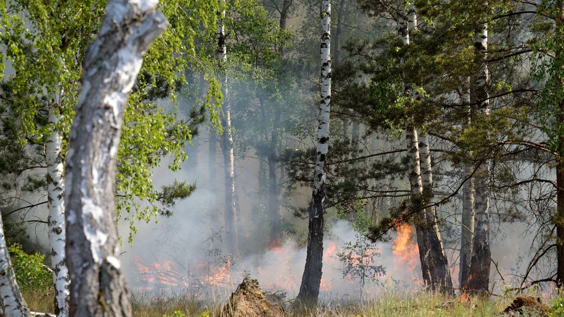 Waldbrand bei Jüterbog