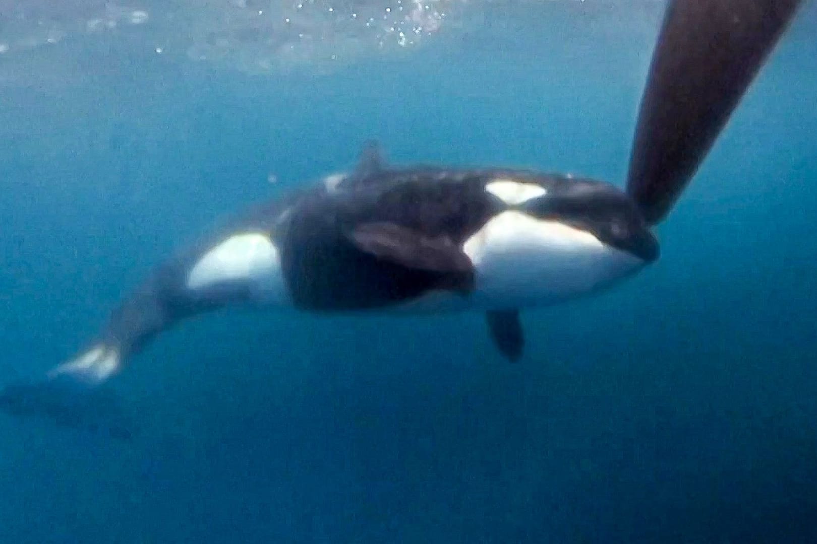 Ein Orca greift ein Segelboot bei Gibraltar an