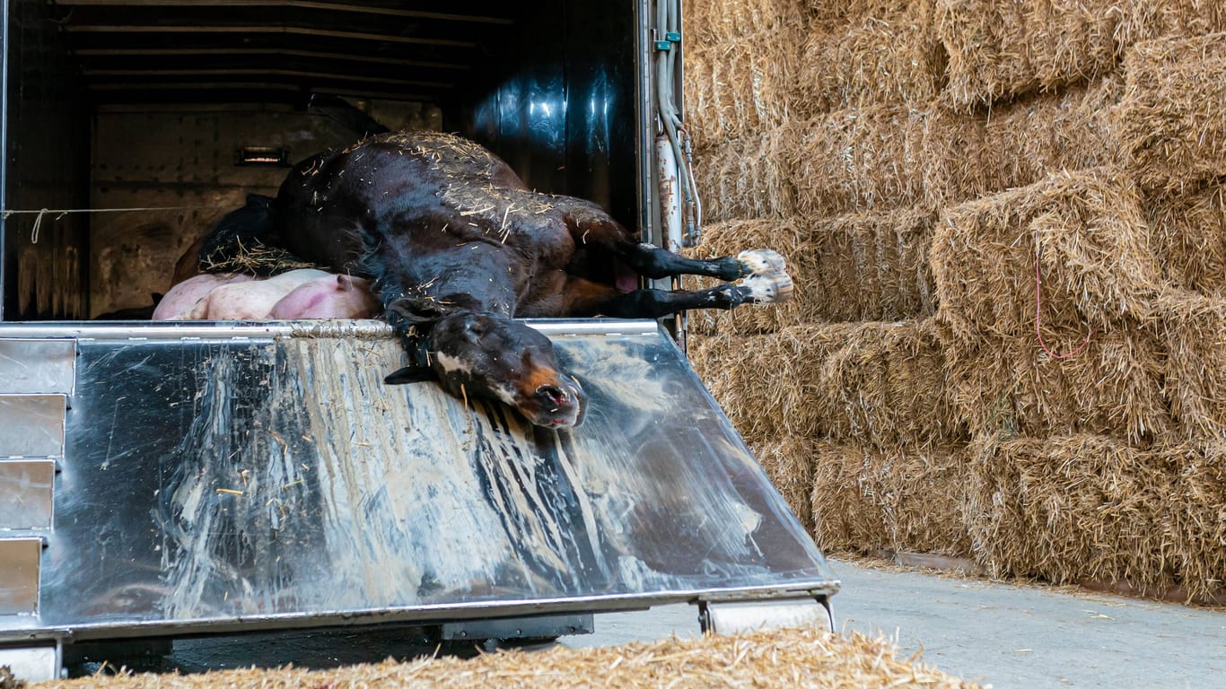 Tote Tiere auf der Ladefläche eines Lasters (Symbolfoto): Einige Schlachthöfe stehen im Verdacht, auch tote Tiere verarbeitet zu haben. Es wird wegen gewerbsmäßigen Betrug weiter ermittelt.