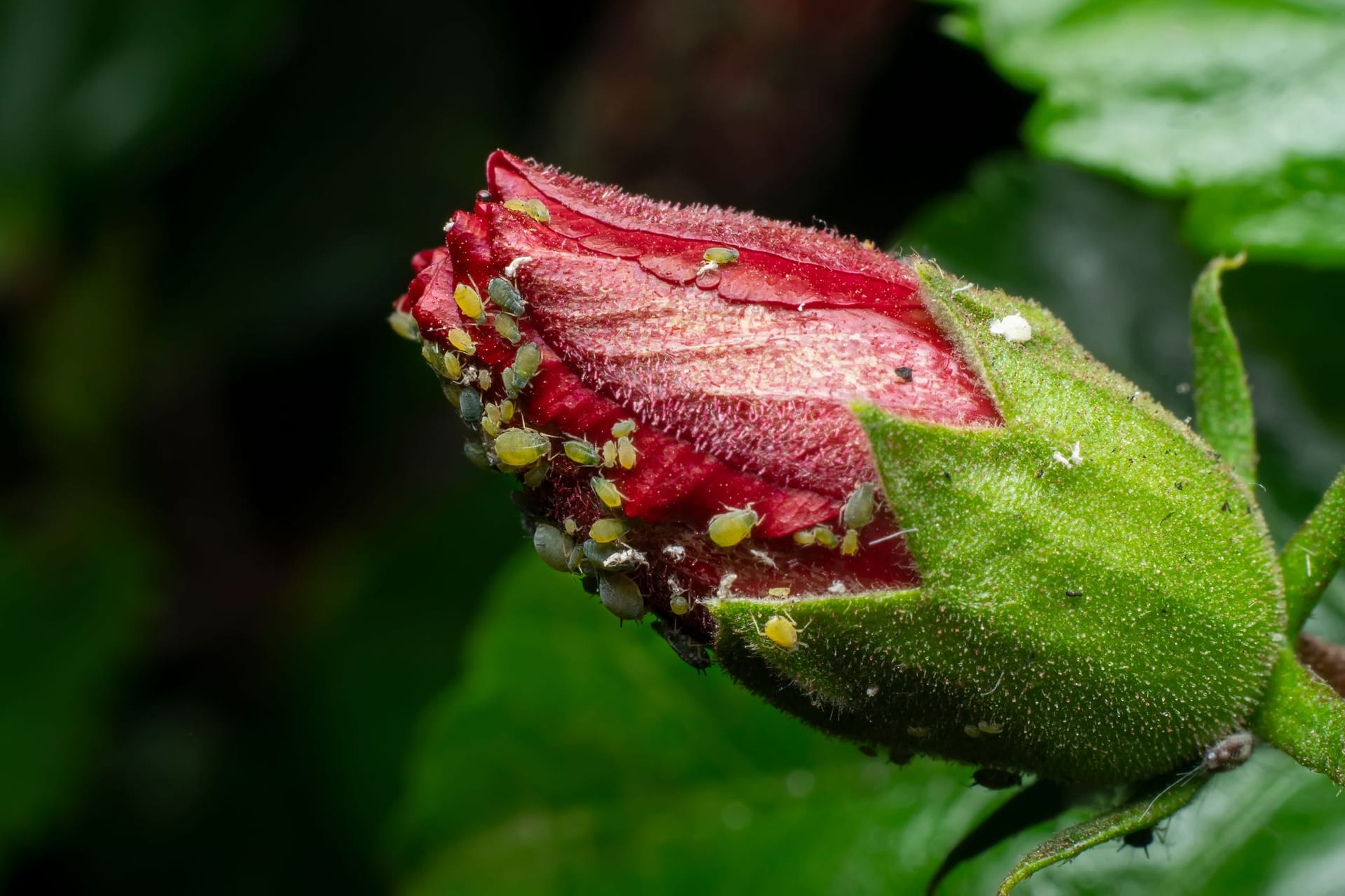 Allzu gern besiedeln Blattläuse Rosen und schwächen nicht nur die Pflanzen, sondern lassen auch die Blüten nach und nach verkümmern.