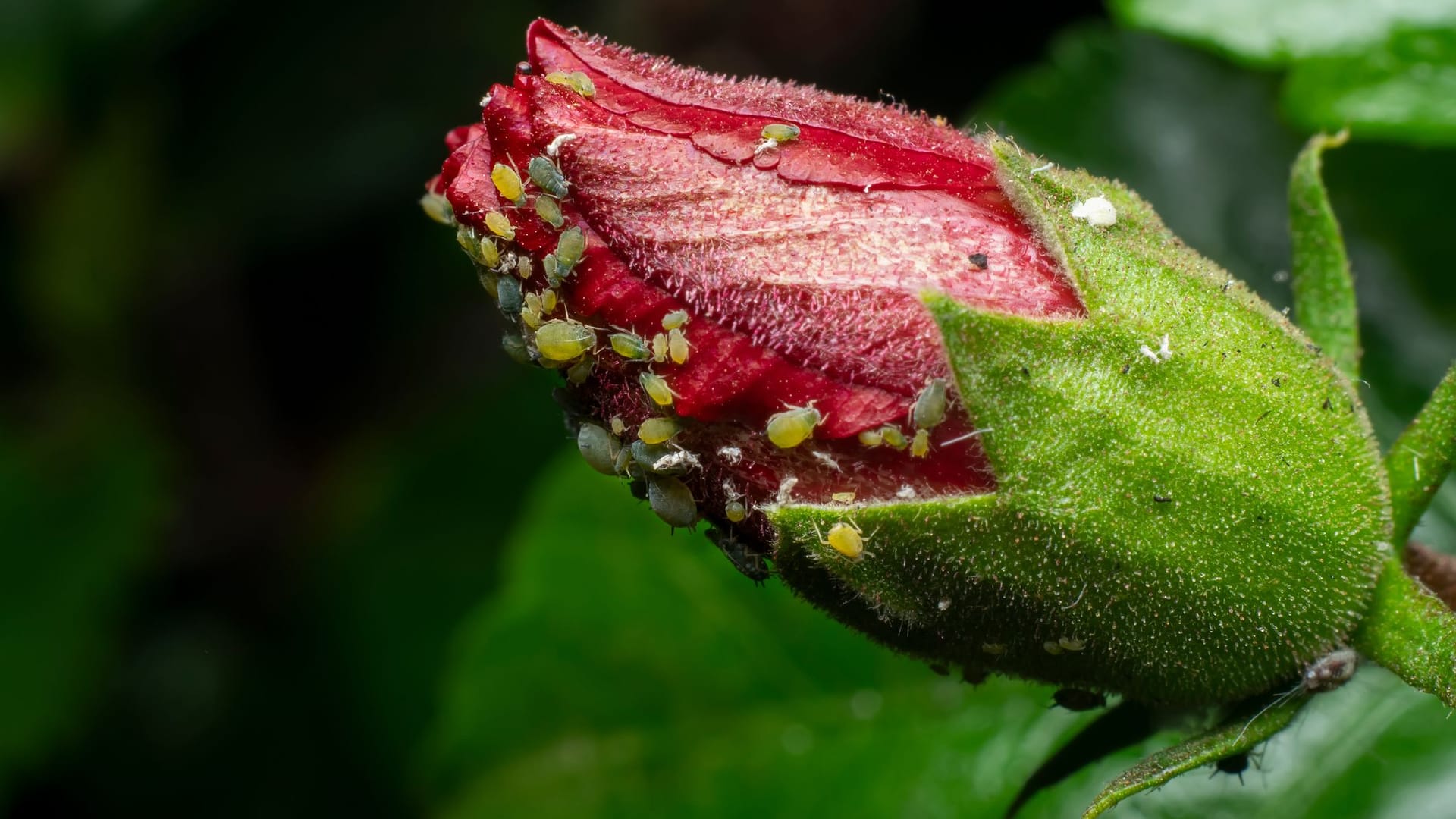 Allzu gern besiedeln Blattläuse Rosen und schwächen nicht nur die Pflanzen, sondern lassen auch die Blüten nach und nach verkümmern.