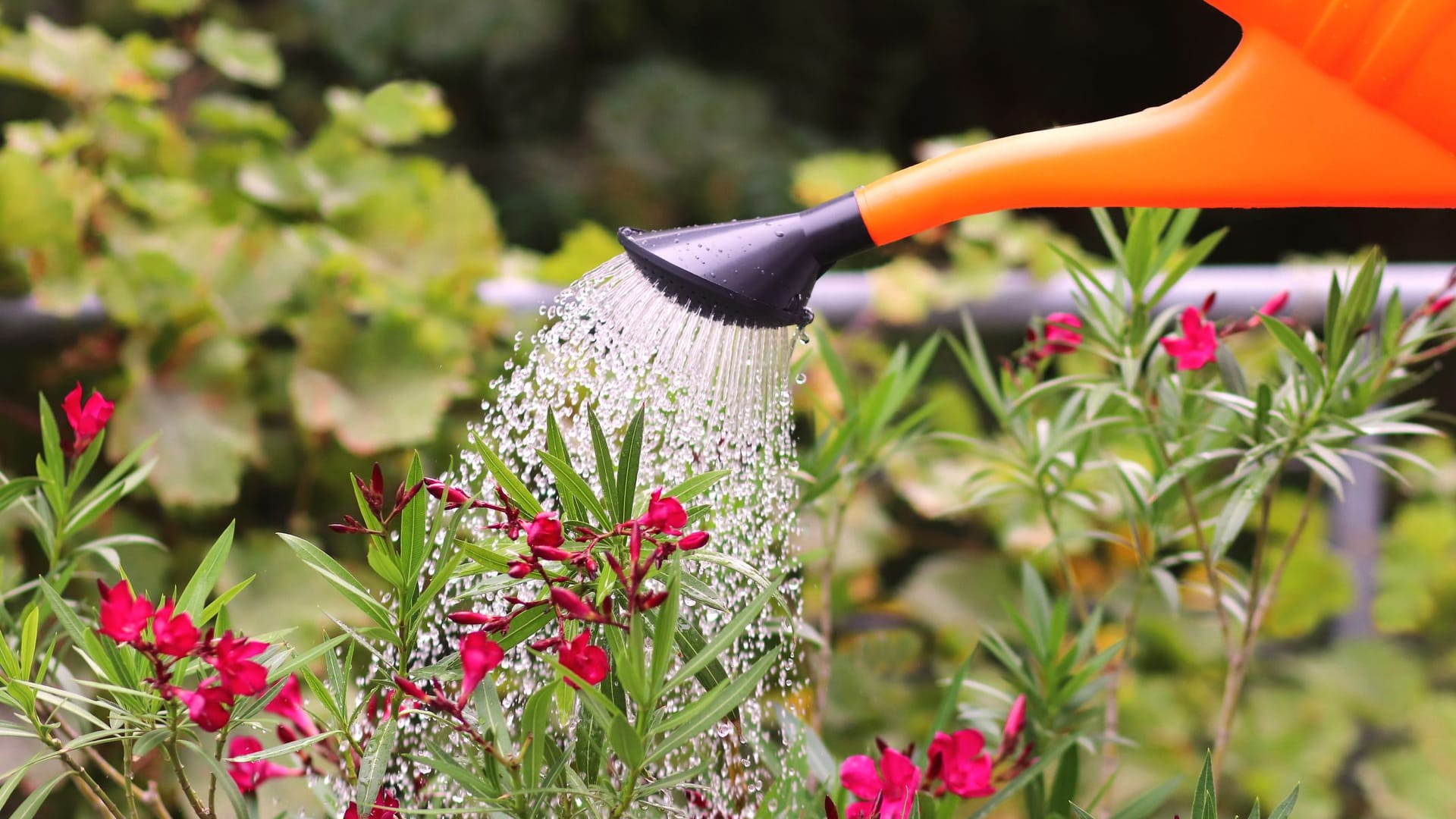 Durch seine zahlreichen Blätter und Blüten benötigt der Oleander als Kübelpflanze besonders viel Gießwasser.