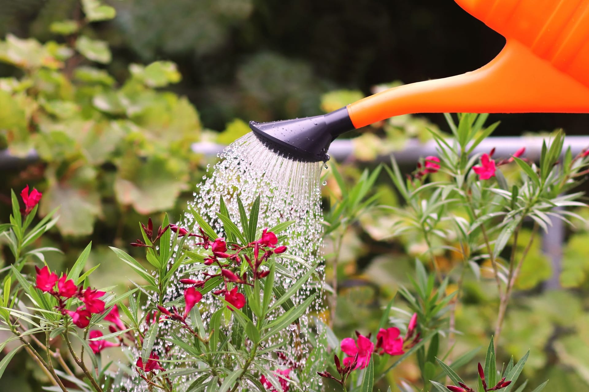 Durch seine zahlreichen Blätter und Blüten benötigt der Oleander als Kübelpflanze besonders viel Gießwasser.